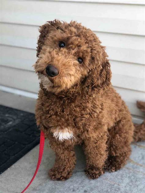 F1bb bulldog meaning - May 26, 2023 · F1bb mixes are a F1b Goldendoodle Purebred poodle, creating an 88% Poodle ; F2 is an F1 Doodle x F1 Doodle; F3 is an F2 Doodle x F2 Doodle (this can continue but often breeders just start calling them “multigenerational.” These are called multigenerational Groodles and are more likely to appear more uniform. Teacup Goldendoodles vs. Toy ... 
